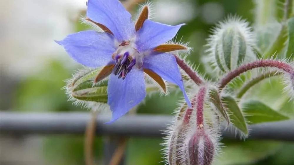 بازرگانی طلاییه قرمز بازرگانی طلاییه قرمز