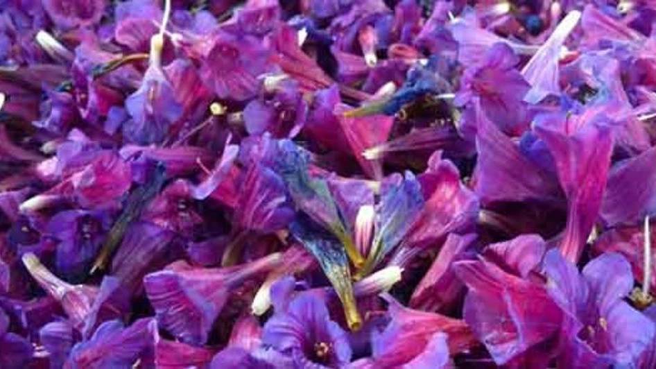 بازرگانی طلاییه قرمز بازرگانی طلاییه قرمز